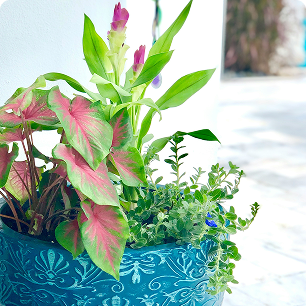 Image of a potted plant in a blue pot.