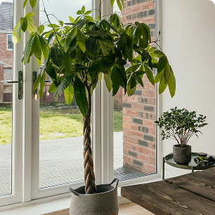 Image of an indoor tree in a woven basket.