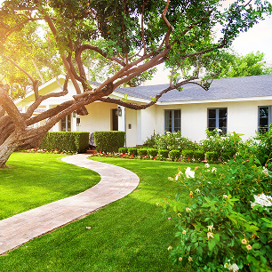 Image of a front yard with green grass, plants and a tree.