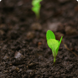 Image of a seedling in soil.