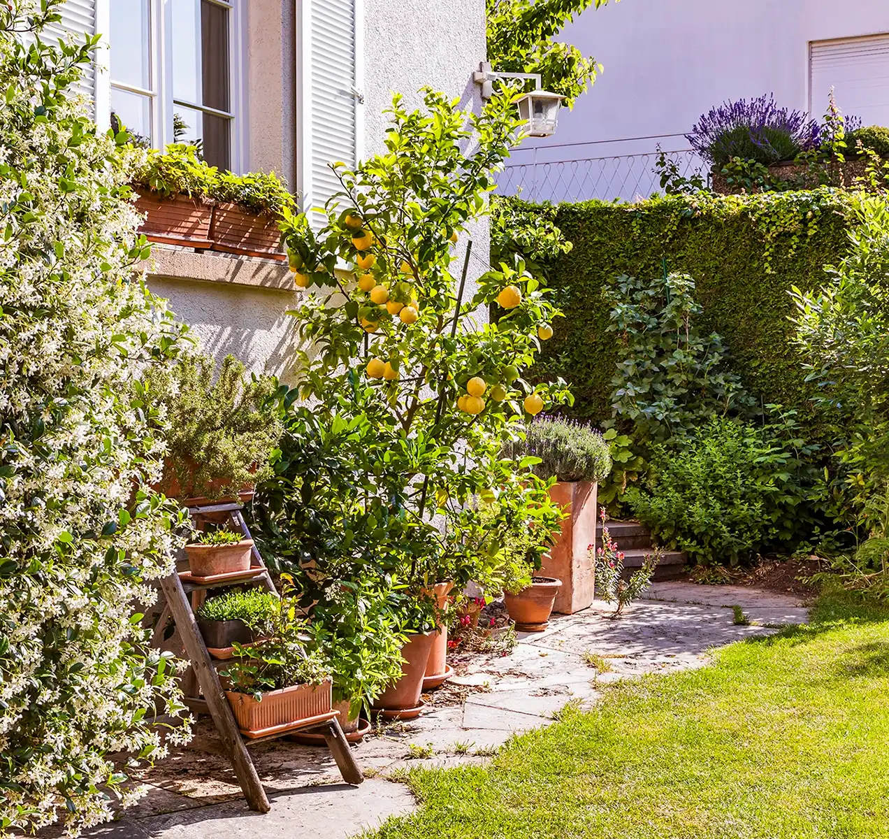 Photo of garden in backyard